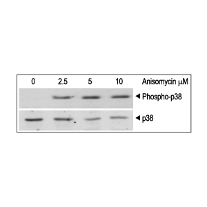 Anisomycin