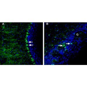 Anti-LRRC8A (extracellular) Antibody