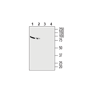 Anti-Human Adenosine A<sub>2A</sub> Receptor (extracellular) Antibody