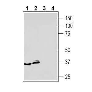 Anti-Adenosine A<sub>3</sub> Receptor (extracellular) Antibody