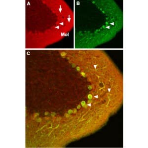 Anti-Ca<sub>V</sub>1.2 (CACNA1C) Antibody