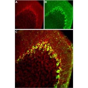 Anti-Ca<sub>V</sub>3.2 (CACNA1H) Antibody