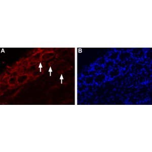 Anti-TRPV4-ATTO Fluor-550 Antibody