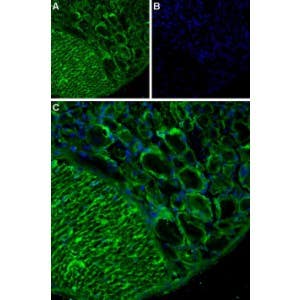 Anti-TRPA1 (extracellular) Antibody