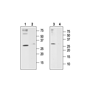 Anti-Human Orai1 (extracellular) Antibody