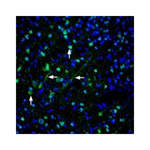 Anti-Pannexin 1 Antibody