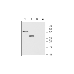 Anti-CLIC5 Antibody