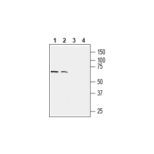 Anti-Human CX3CR1 (extracellular) Antibody