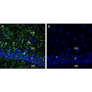 Anti-CX3CR1 (extracellular) Antibody