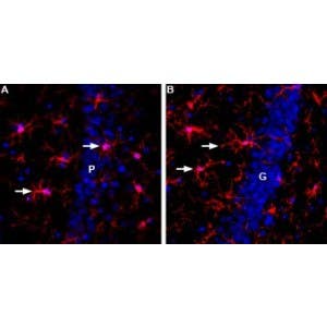 Anti-IBA1/AIF1 Antibody