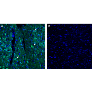 Anti-EphA5 (extracellular) Antibody
