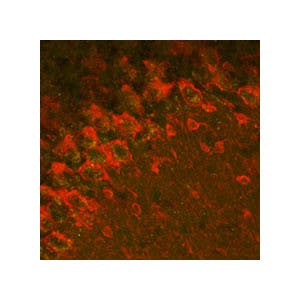 Anti-GABA(A) &alpha;2 Receptor Antibody