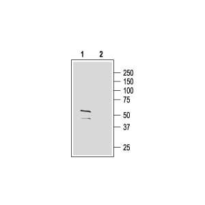 Anti-GABA(A) &gamma;2 Receptor (extracellular) Antibody