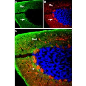Anti-GABA(A) &alpha;4 Receptor (extracellular) Antibody