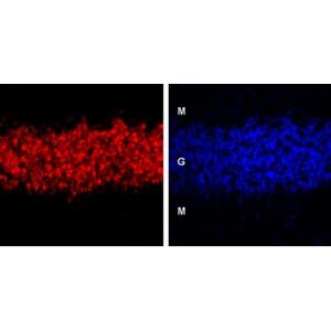 Anti-GABA(A) &delta; Receptor (extracellular) Antibody