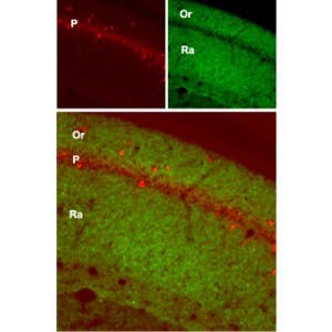 Anti-GluR1 (GluA1) (extracellular) Antibody