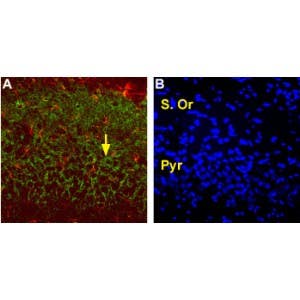 Anti-EAAT2 (GLT-1) (extracellular) Antibody