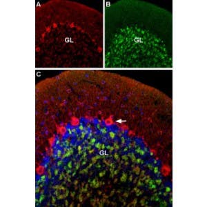 Guinea pig Anti-Ca<sub>V</sub>1.2 (CACNA1C) Antibody