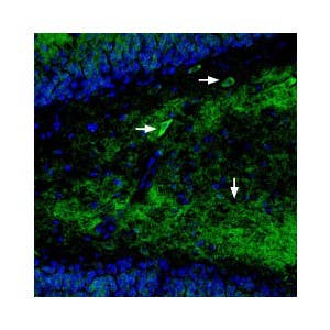 Guinea pig Anti-GluR1 (GluA1) (extracellular) Antibody
