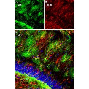 Guinea pig Anti-K<sub>ir</sub>4.1 (KCNJ10) Antibody