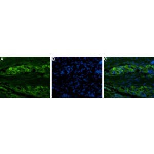Guinea pig Anti-Na<sub>V</sub>1.8 (SCN10A) Antibody