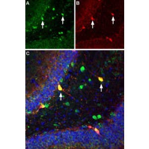 Guinea pig Anti-ASIC1 Antibody