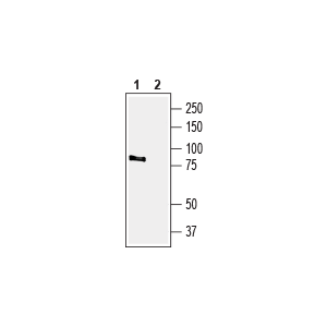 Guinea pig Anti-TRPV4 Antibody