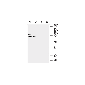 Anti-GPR37 (extracellular) Antibody