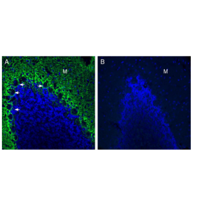 Anti-GPR37L1 (extracellular) Antibody