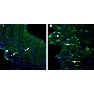 Anti-GPR84 (extracellular) Antibody