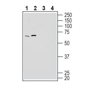 Anti-GPR50 Antibody