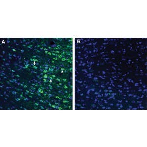 Anti-GPR18 (extracellular) Antibody