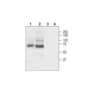 Anti-GABA Transporter 3 (GAT-3) Antibody