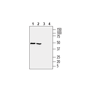 Anti-GLUT1 (extracellular) Antibody