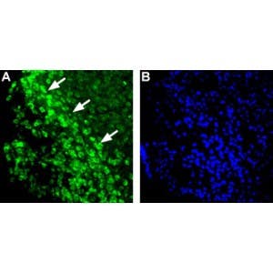Anti-Histamine H<sub>1</sub> Receptor (HRH1) Antibody