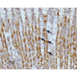 Anti-Histamine H<sub>2</sub> Receptor (HRH2) (extracellular) Antibody