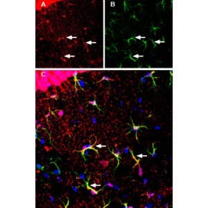 Anti-MCT1 (SLC16A1) (extracellular) Antibody