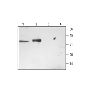 Anti-Syntaxin 3 Antibody
