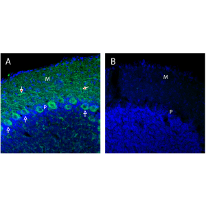 Anti-Neurexin 1&alpha; (extracellular) Antibody