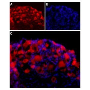 Anti-Neuroligin 2 (extracellular) Antibody