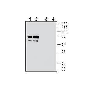 Anti-TMEM119 (extracellular) Antibody