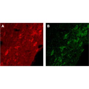 Anti-p75 NGF Receptor (extracellular) Antibody