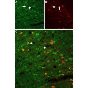 Anti-GFR alpha 1 (extracellular) Antibody