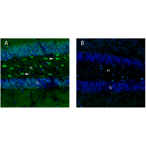 Anti-OXGR1/GPR99 (extracellular) Antibody