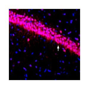 Anti-K<sub>V</sub>4.3 Antibody