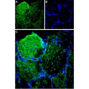 Anti-Piezo1 (extracellular) Antibody