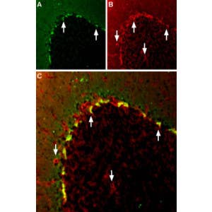 Anti-K<sub>V</sub>1.2 (KCNA2) Antibody