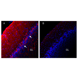 Anti-K<sub>V</sub>1.1 (KCNA1) (extracellular) Antibody