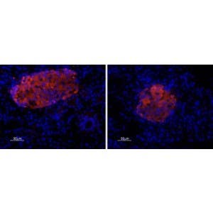 Anti-P2X7 Receptor Antibody