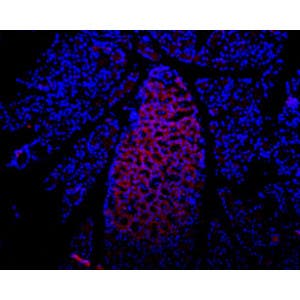 Anti-P2X7 Receptor (extracellular) Antibody